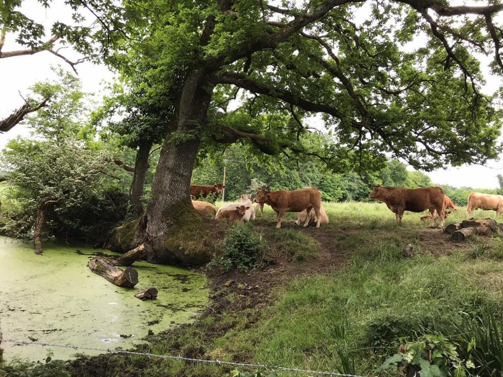 ChaniersLe Logis Du Plessis住宿加早餐旅馆 外观 照片